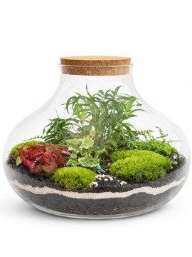 TERRARIUM CON PIANTE VERDI 086